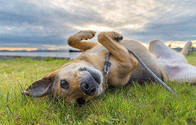 Animal Welfare Laws: A Global Perspective